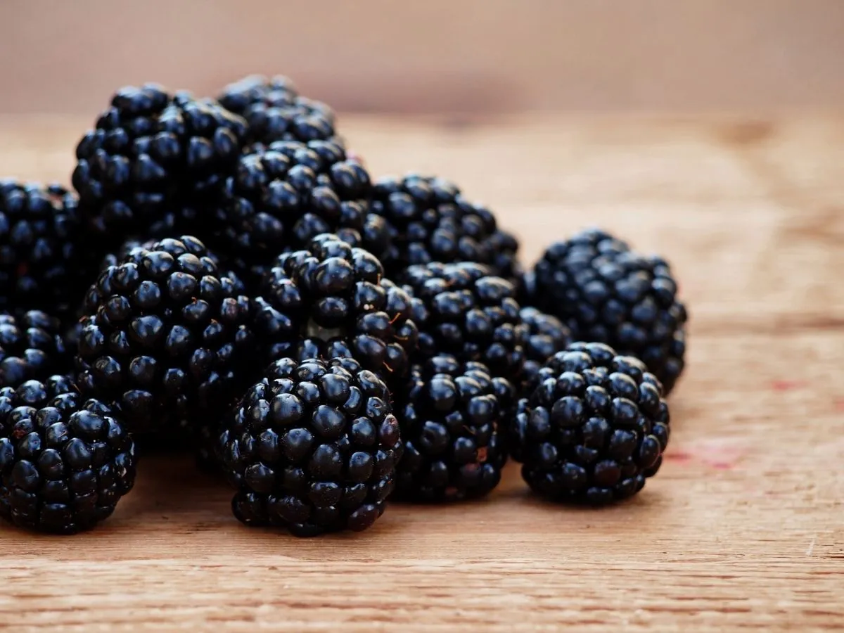 Premium IQF frozen blackberries