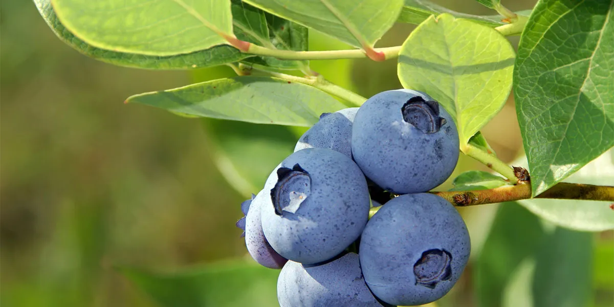 Premium IQF frozen blueberries