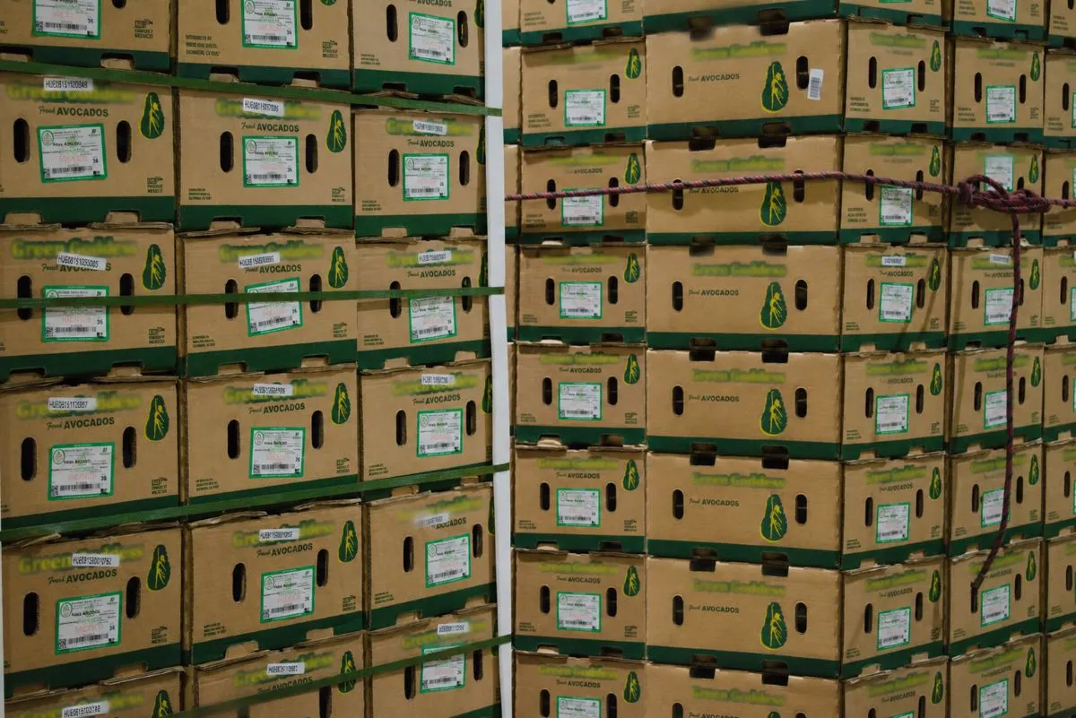 Valtora Premium Avocado Packaging: Double Layer Lug (11.3 kg / 25 lbs)
