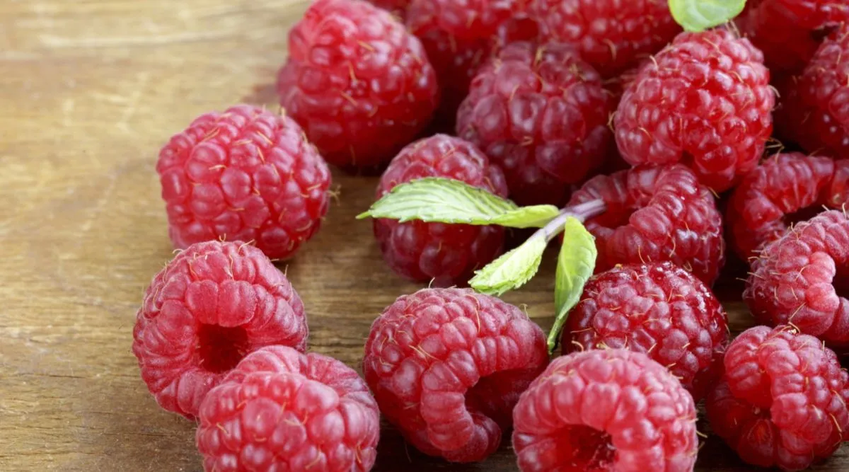 Premium IQF frozen raspberries