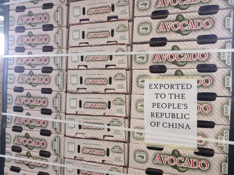 Mexico Hass Avocados