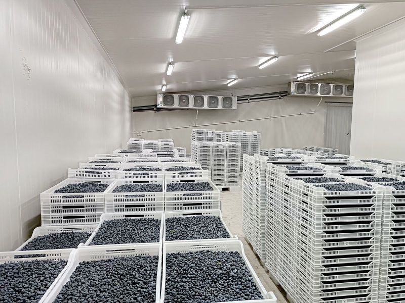Mexico Fresh & Frozen Berries