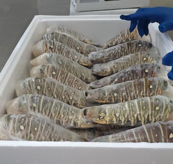 Honduras Caribbean Spiny Lobster