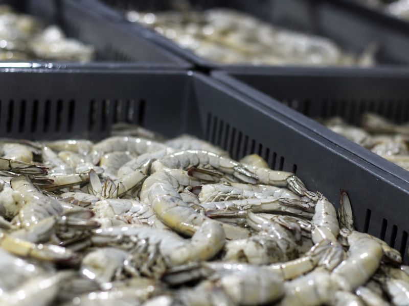 Ecuador Vannamei Shrimp