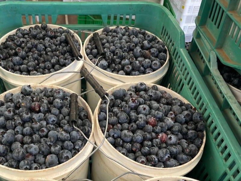 Mexico Fresh & Frozen Berries