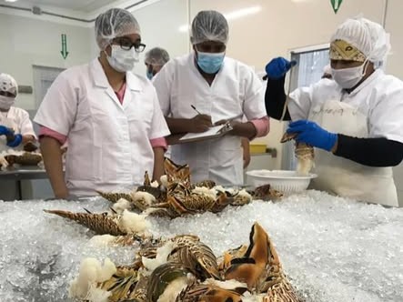 Honduras Caribbean Spiny Lobster