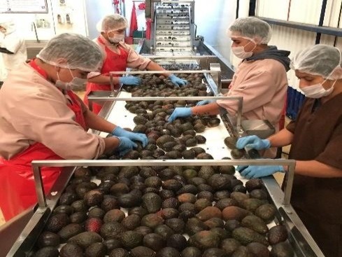Mexico Hass Avocados