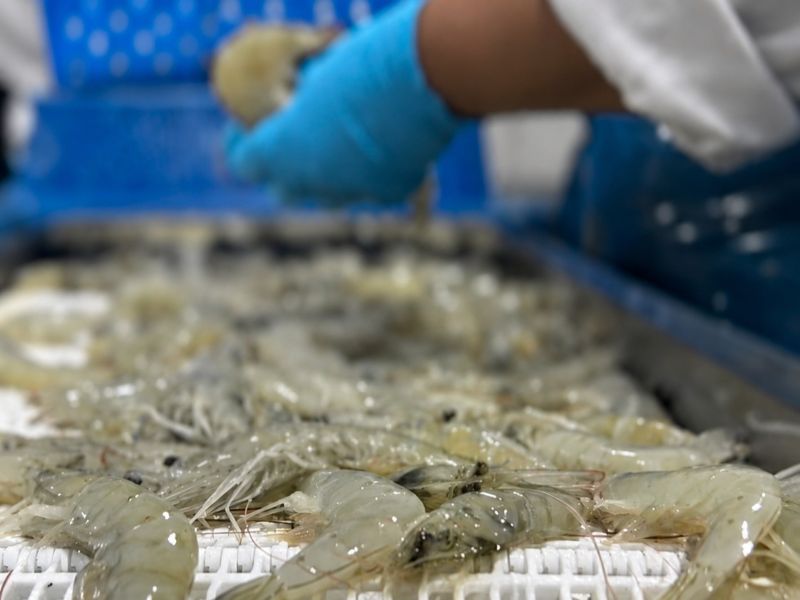 Ecuador Vannamei Shrimp