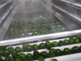 Mexico Hass Avocados